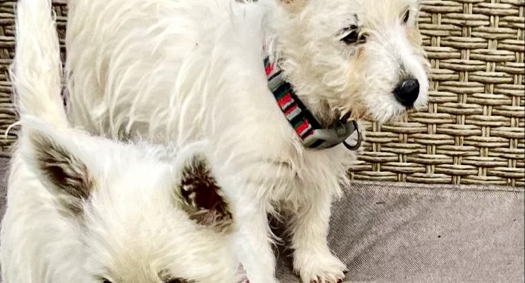 West Highland Terriers