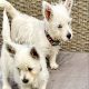 West Highland Terriers