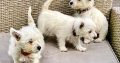 West Highland Terriers