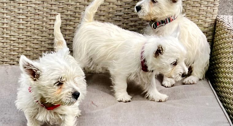 West Highland Terriers