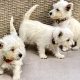 West Highland Terriers