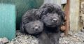 Beautiful Newfoundland puppies in Longford