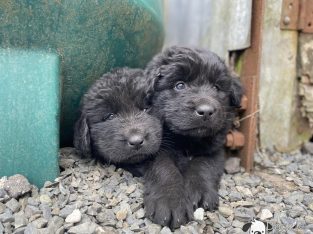Beautiful Newfoundland puppies in Longford