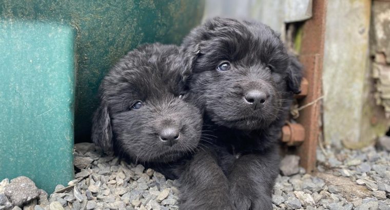 Beautiful Newfoundland puppies in Longford