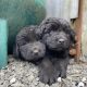 Beautiful Newfoundland puppies in Longford
