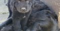 Beautiful Newfoundland puppies in Longford