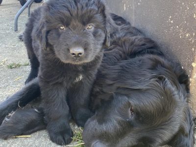 Beautiful Newfoundland puppies in Longford