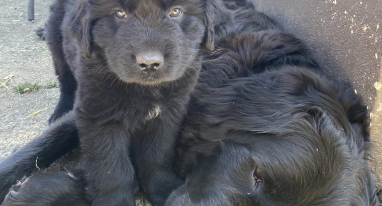 Beautiful Newfoundland puppies in Longford