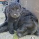 Beautiful Newfoundland puppies in Longford