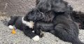 Beautiful Newfoundland puppies in Longford