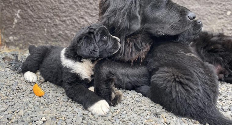 Beautiful Newfoundland puppies in Longford