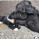 Beautiful Newfoundland puppies in Longford