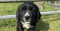 Beautiful Newfoundland puppies in Longford