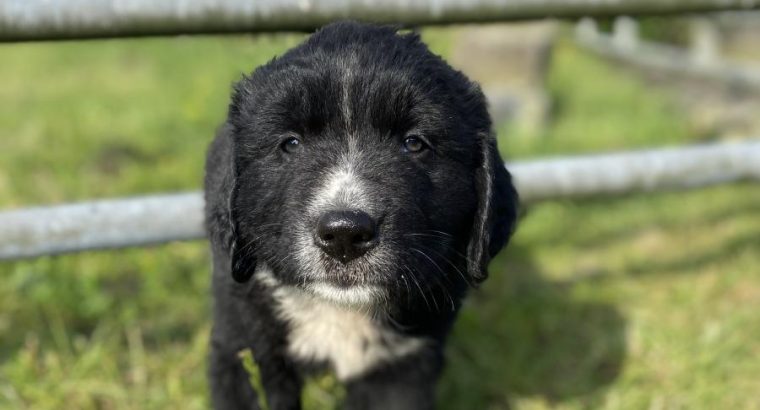 Beautiful Newfoundland puppies in Longford