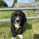 Beautiful Newfoundland puppies in Longford