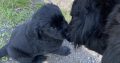 Beautiful Newfoundland puppies in Longford