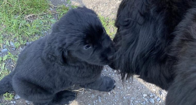 Beautiful Newfoundland puppies in Longford