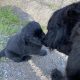 Beautiful Newfoundland puppies in Longford