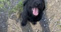 Beautiful Newfoundland puppies in Longford