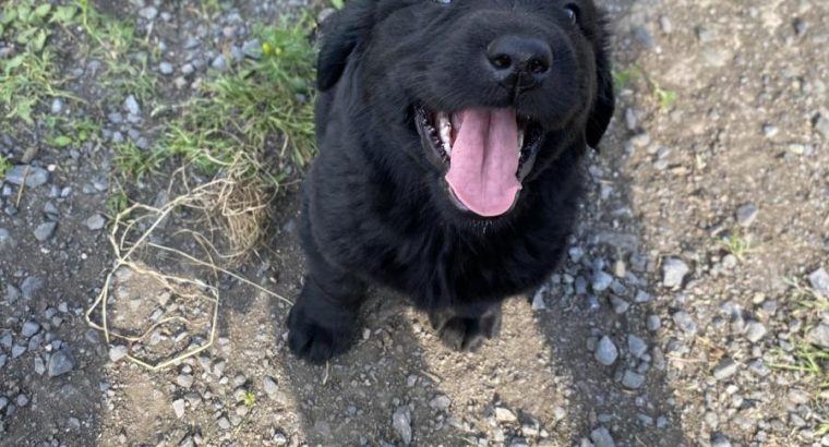 Beautiful Newfoundland puppies in Longford
