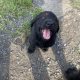 Beautiful Newfoundland puppies in Longford