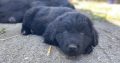 Beautiful Newfoundland puppies in Longford