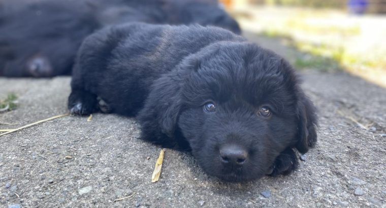 Beautiful Newfoundland puppies in Longford