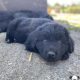 Beautiful Newfoundland puppies in Longford