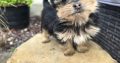 Tiny Tcup Yorkshire Terrier puppies