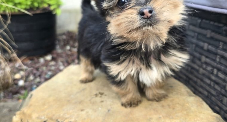 Tiny Tcup Yorkshire Terrier puppies