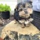 Tiny Tcup Yorkshire Terrier puppies