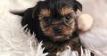 Tiny Tcup Yorkshire Terrier puppies
