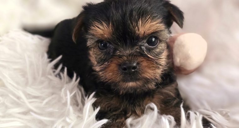 Tiny Tcup Yorkshire Terrier puppies