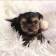 Tiny Tcup Yorkshire Terrier puppies