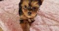 Tiny Tcup Yorkshire Terrier puppies