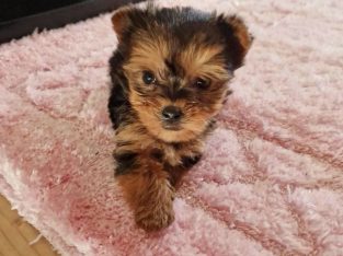 Tiny Tcup Yorkshire Terrier puppies