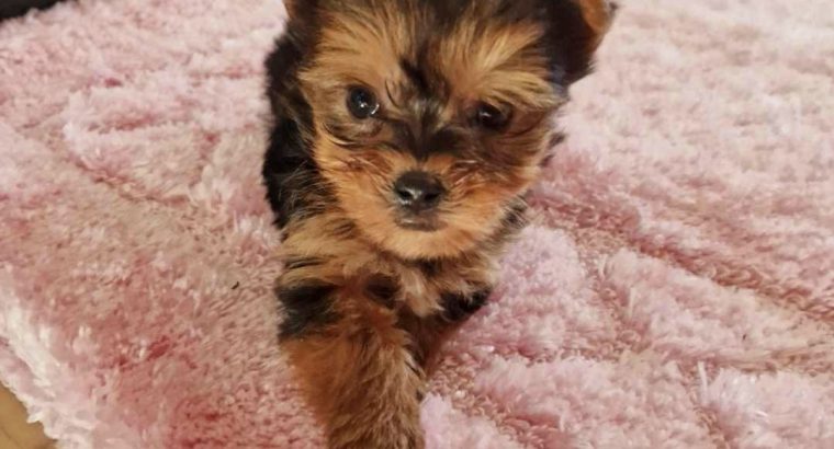 Tiny Tcup Yorkshire Terrier puppies