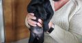 Rehome pup