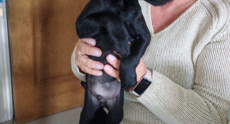 Rehome pup