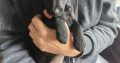 Rehome pup