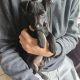 Rehome pup