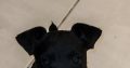 Rehome pup