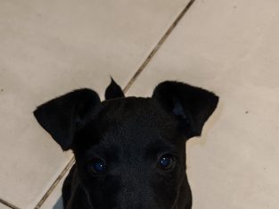 Rehome pup