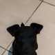 Rehome pup