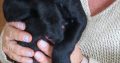 Rehome pup