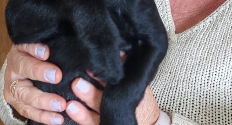 Rehome pup