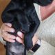 Rehome pup
