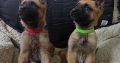 German Shepherd Pups