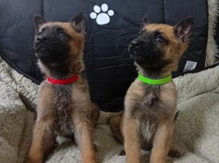 German Shepherd Pups