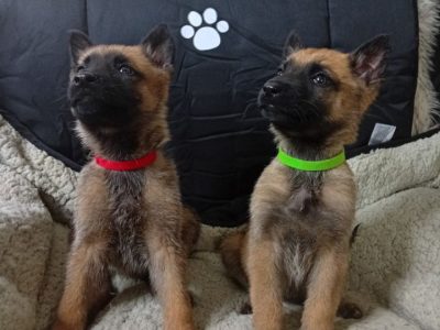 German Shepherd Pups